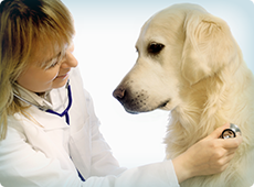 vet-examining-dog-ben-001